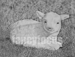 fancyfocus lamb
